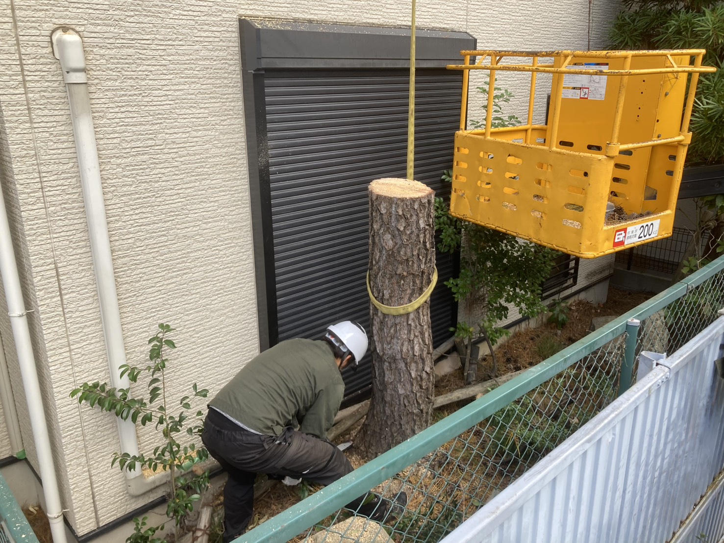 【施工事例紹介】西宮市の市街地にある空き家｜2階屋根を覆う大きな松の特殊伐採を実施！